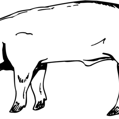 HOG0006 Thumbnail
