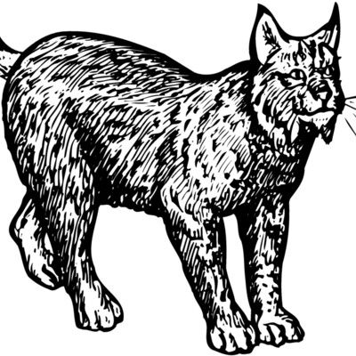 BOBCAT02 Thumbnail
